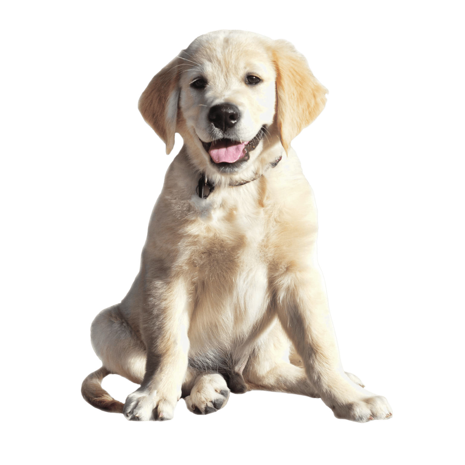 Service Dog Training | Yes and Dog Training