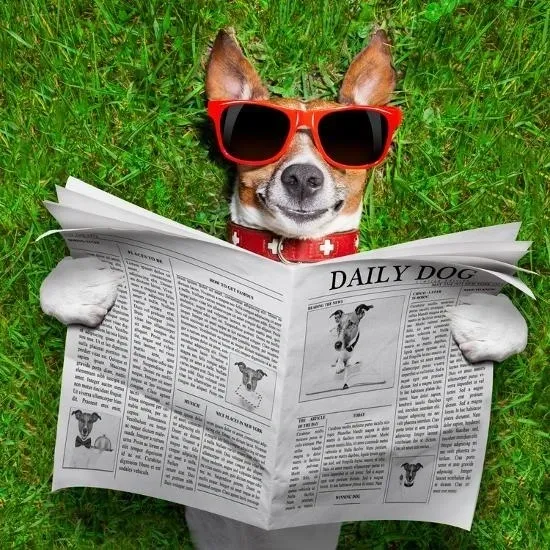 Newsletter and Announcements